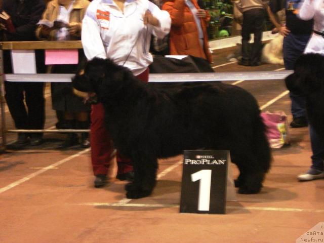 Фото: ньюфаундленд Obush Shed Edisson Nicole (Обуш Шед Эдисон Николь)
