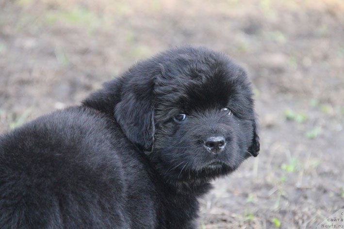 Фотография № 201713