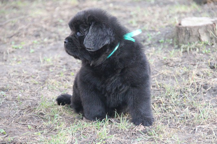 Фотография № 201715