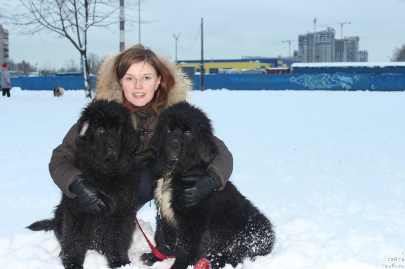 Фото: ньюфаундленд Smigar Best Regards (Смигар Бэст Ригадз), ньюфаундленд Smigar Bon Jovi (Смигар Бон Джови)