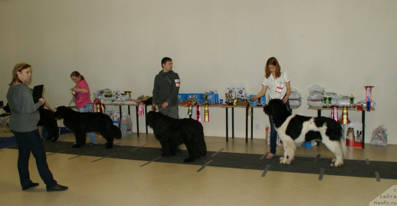 Фото: ньюфаундленд Super Bizon Maestro (Супер Бизон Маэстро)