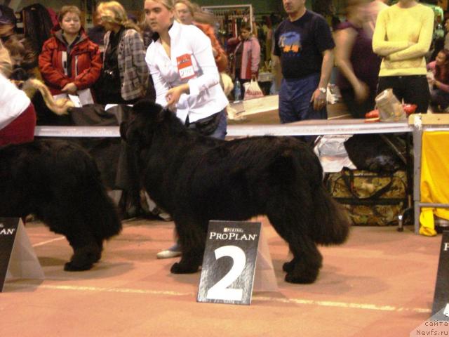 Фото: ньюфаундленд O Black Diamond Little Bear (О Блек Диамонд Литтл Беар), Aleksandra Ivashova (Александра Ивашова)