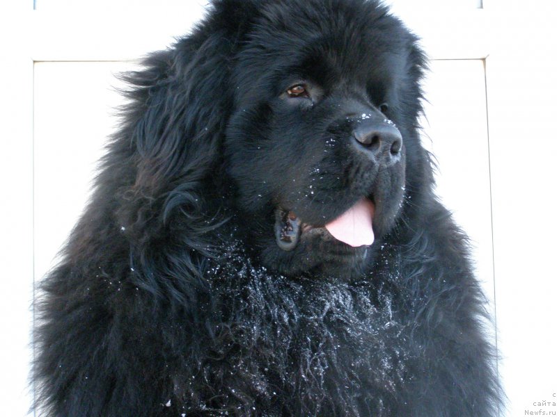 Фото: ньюфаундленд Jofrey of Mister Newf (Jofrey of Mister Newf)
