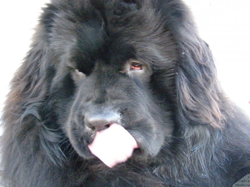 Фото: ньюфаундленд Jofrey of Mister Newf (Jofrey of Mister Newf)