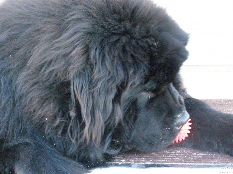 Фото: Al'bina Gonchar (Альбина Гончар), ньюфаундленд Jofrey of Mister Newf (Jofrey of Mister Newf)