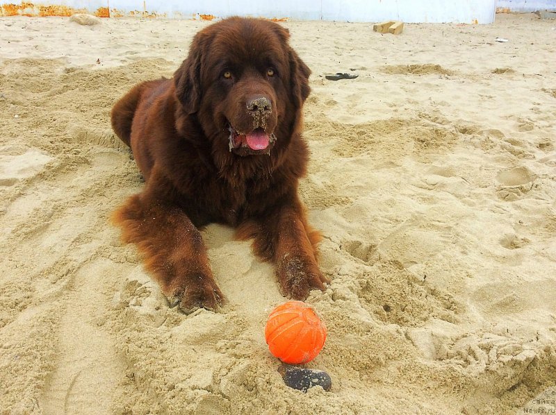 Фотография № 201724