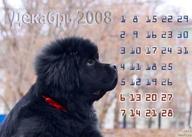 Фото: ньюфаундленд Super Premium Vashington (Супер Премиум Вашингтон)