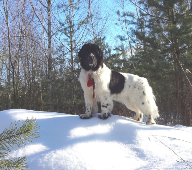 Фото: ньюфаундленд Sent Djons Isida (Сент Джонс Исида)