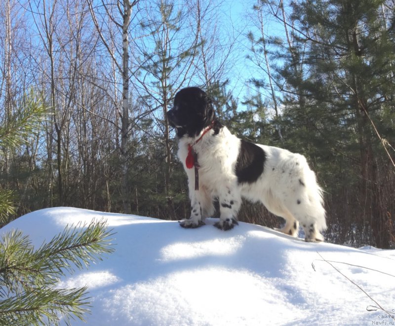 Фото: ньюфаундленд Sent Djons Isida (Сент Джонс Исида)
