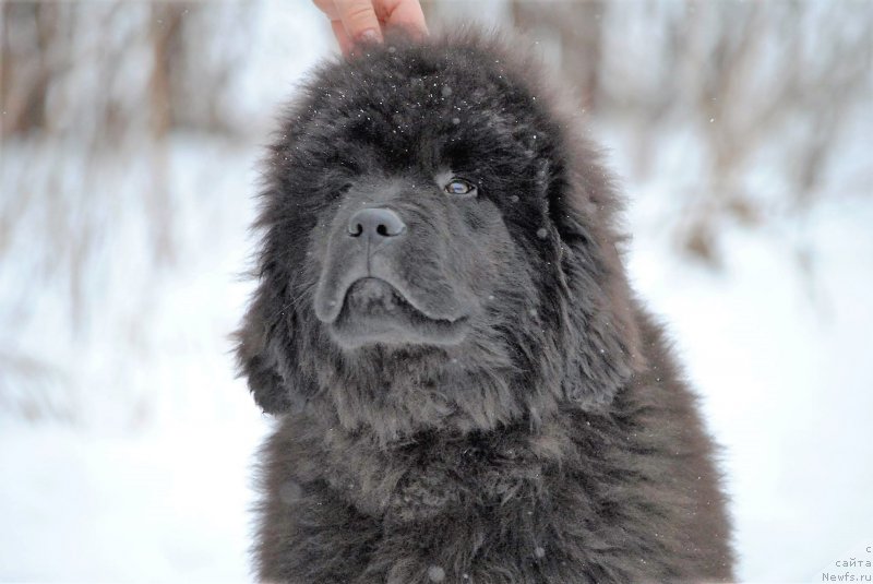 Фото: ньюфаундленд Moya Stihiya Lloyd Morris (Моя Стихия Ллойд Моррис)