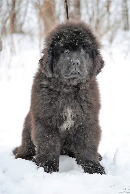Фото: ньюфаундленд Moya Stihiya Lloyd Morris (Моя Стихия Ллойд Моррис)