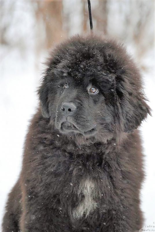 Фото: ньюфаундленд Moya Stihiya Lloyd Morris (Моя Стихия Ллойд Моррис)