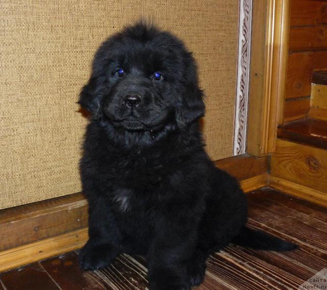 Фото: ньюфаундленд Pchyolkin Dom Verba (Пчёлкин Дом Верба)