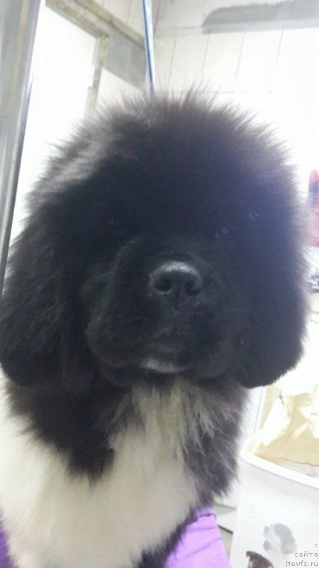 Фото: ньюфаундленд Sent Djons Urban Love (Сент Джонс Урбан Лове)