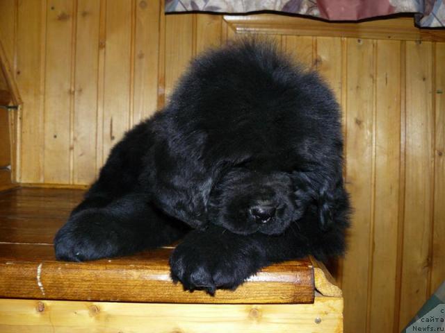 Фото: ньюфаундленд Pchyolkin Dom Verba (Пчёлкин Дом Верба)