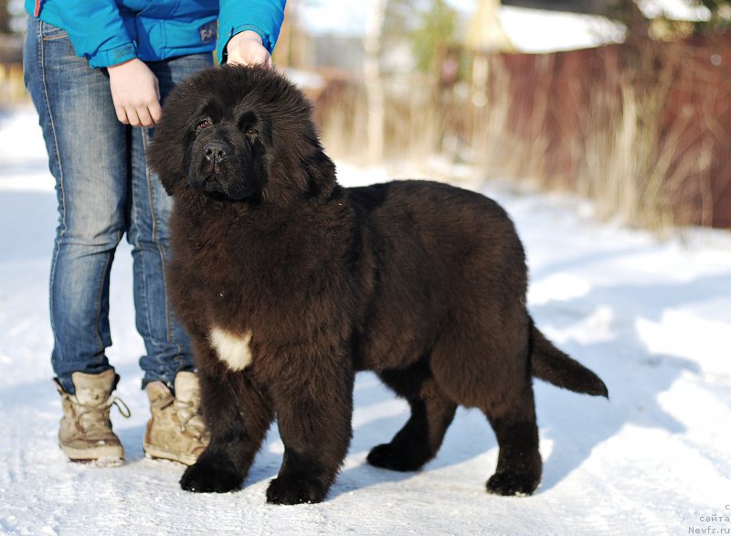 Фото: ньюфаундленд Flyufi Avalanch Zigmunt (Флюфи Аваланч Зигмунт)