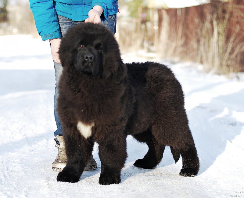 Фото: ньюфаундленд Flyufi Avalanch Zigmunt (Флюфи Аваланч Зигмунт)