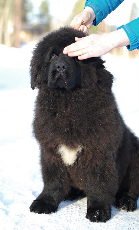 Фото: ньюфаундленд Flyufi Avalanch Zigmunt (Флюфи Аваланч Зигмунт)