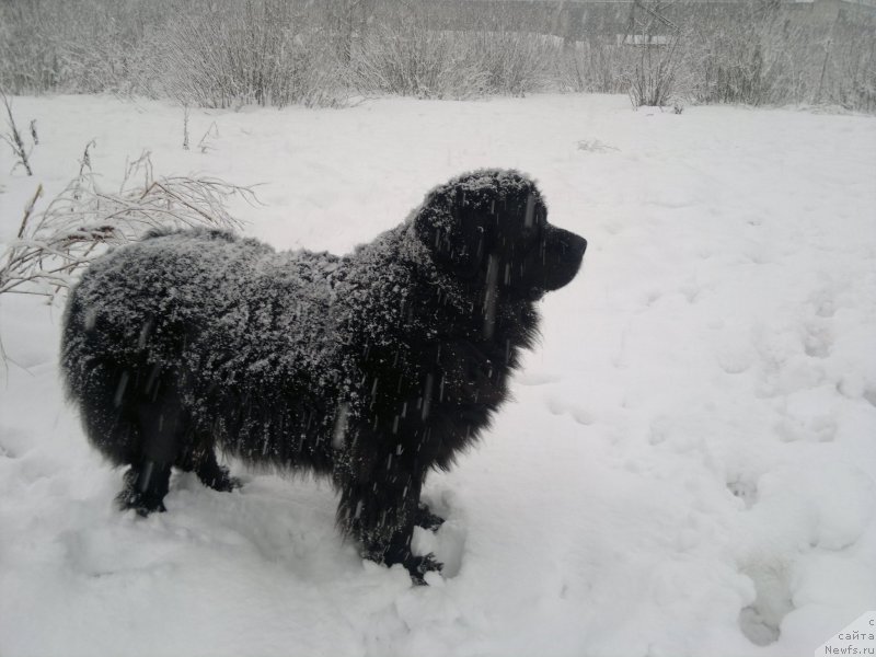 Фото: ньюфаундленд Velikiy Medved' Zagadka (Великий Медведь Загадка)