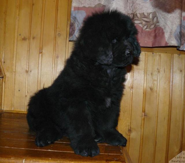 Фото: ньюфаундленд Pchyolkin Dom Verba (Пчёлкин Дом Верба)