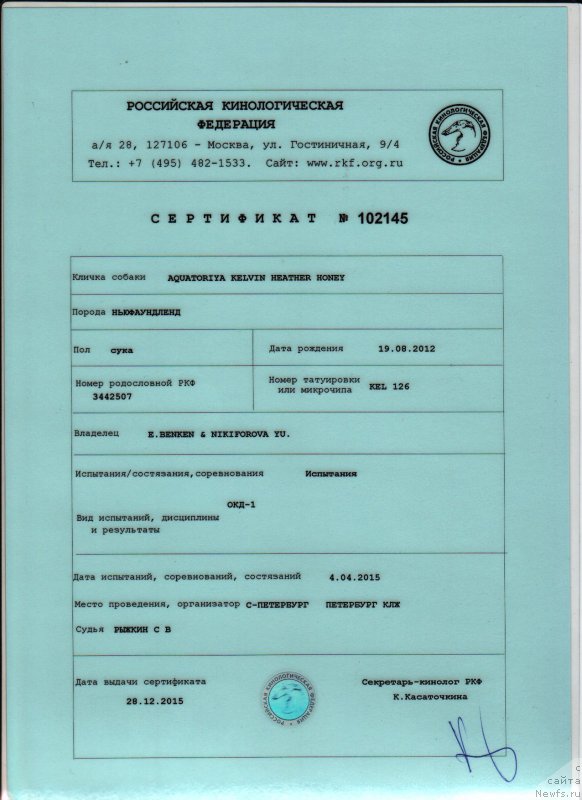 Фото: ньюфаундленд Aquatoriya Kelvin Heather Honey (Акватория Келвин Хизер Хани)