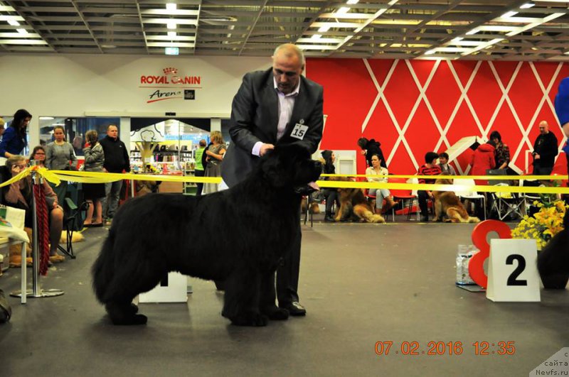 Фото: ньюфаундленд Zvezdnij Dar Agassi (Звездный Дар Агасси)