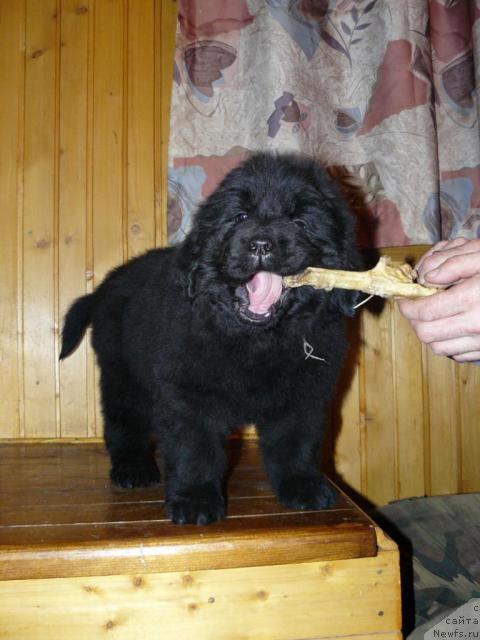 Фото: ньюфаундленд Pchyolkin Dom Vival'di (Пчёлкин Дом Вивальди)