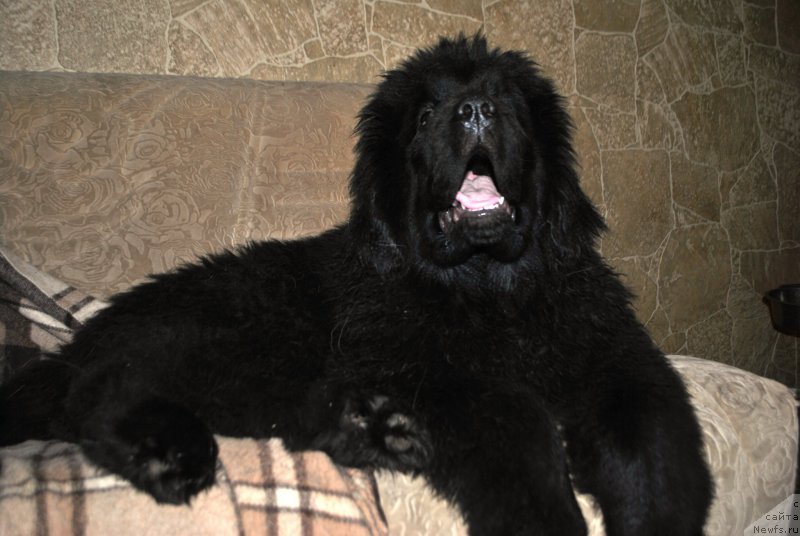 Фото: ньюфаундленд Skazochnaya Kroha Ave Aleksandriya (Сказочная Кроха Аве Александрия)