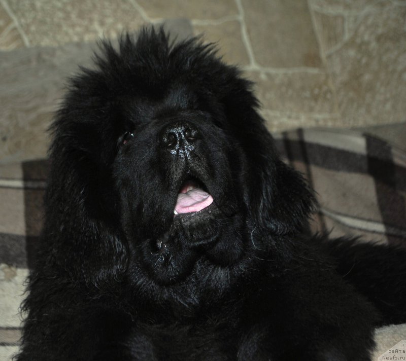 Фото: ньюфаундленд Skazochnaya Kroha Ave Aleksandriya (Сказочная Кроха Аве Александрия)