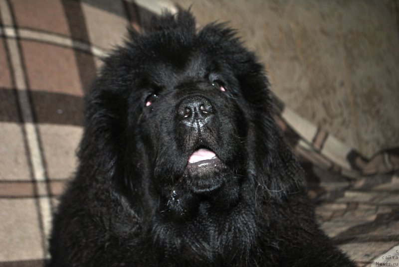 Фото: ньюфаундленд Skazochnaya Kroha Ave Aleksandriya (Сказочная Кроха Аве Александрия)