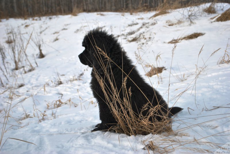Фото: ньюфаундленд Skazochnaya Kroha Ave Aleksandriya (Сказочная Кроха Аве Александрия)