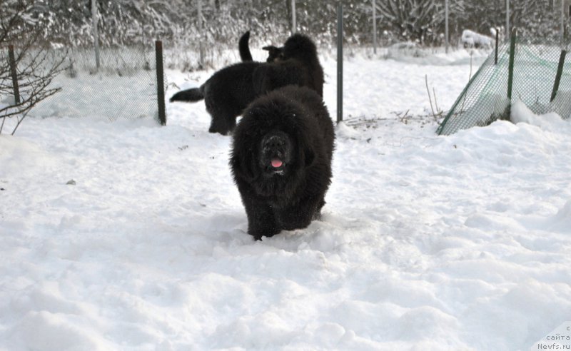 Фото: ньюфаундленд Skazochnaya Kroha Ave Aleksandriya (Сказочная Кроха Аве Александрия)