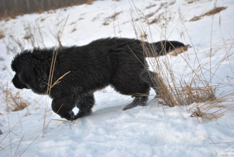 Фото: ньюфаундленд Skazochnaya Kroha Ave Aleksandriya (Сказочная Кроха Аве Александрия)