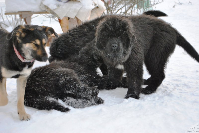 Фото: ньюфаундленд Skazochnaya Kroha Ayvengo (Сказочная Кроха Айвенго)