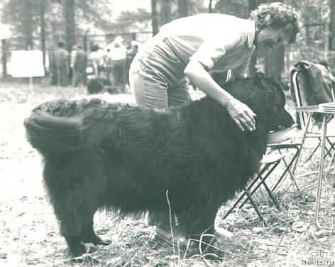 Фото: ньюфаундленд Ger Ama (Гер Ама)