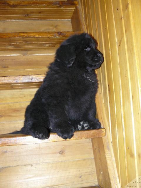 Фото: ньюфаундленд Pchyolkin Dom Vival'di (Пчёлкин Дом Вивальди)