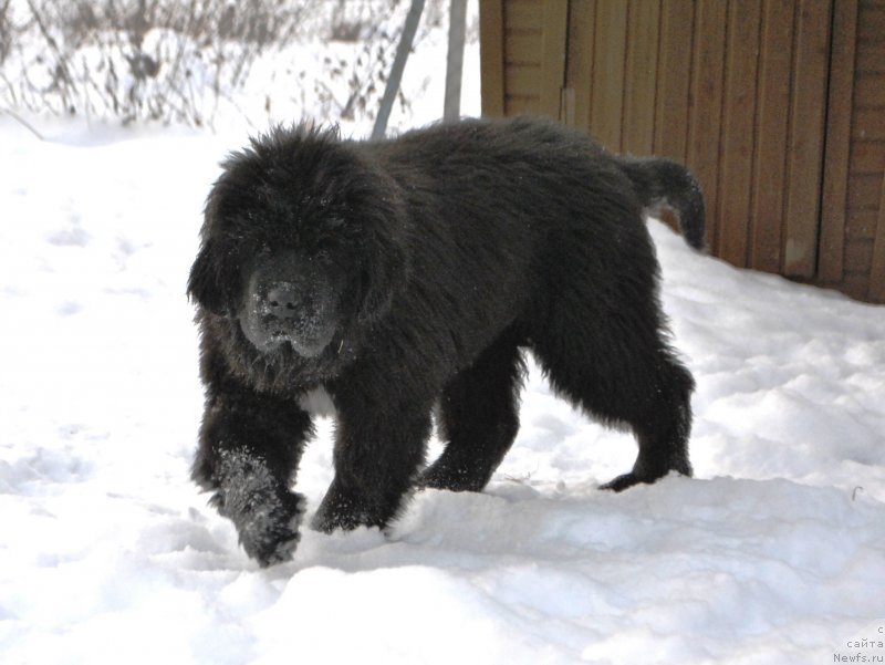 Фото: ньюфаундленд Skazochnaya Kroha Ayvengo (Сказочная Кроха Айвенго)