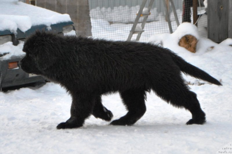 Фото: ньюфаундленд Skazochnaya Kroha Ayvengo (Сказочная Кроха Айвенго)