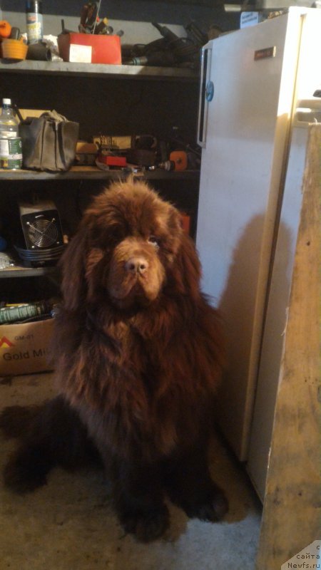 Фото: YUliya Ryichkova (Юлия Рычкова), ньюфаундленд N'yufort YUray Kvin (Ньюфорт Юрай Квин)