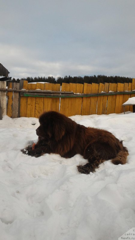Фото: ньюфаундленд N'yufort YUray Kvin (Ньюфорт Юрай Квин)