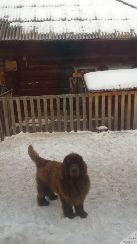 Фото: YUliya Ryichkova (Юлия Рычкова), ньюфаундленд N'yufort YUray Kvin (Ньюфорт Юрай Квин)