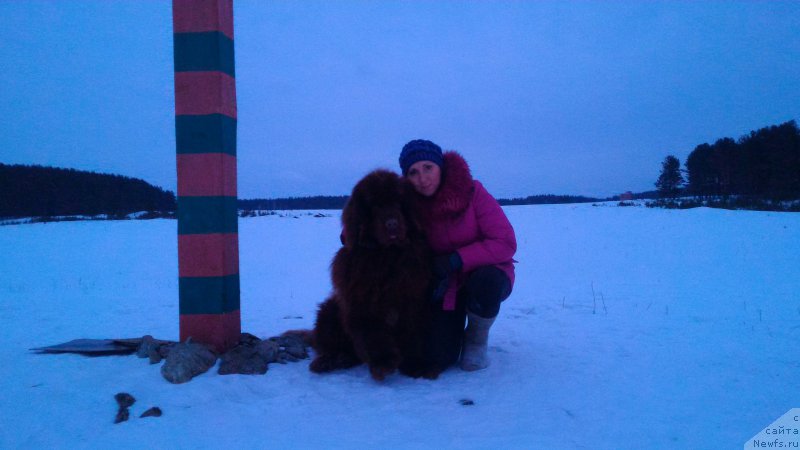 Фото: ньюфаундленд N'yufort YUray Kvin (Ньюфорт Юрай Квин)