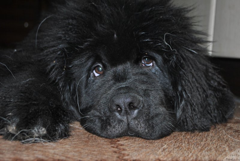 Фото: ньюфаундленд Fiamettahauz Hassaleh (Фиаметтахауз Хассалех)