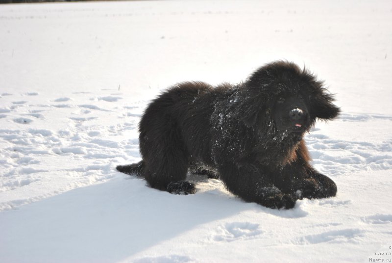Фото: ньюфаундленд Fiamettahauz Hassaleh (Фиаметтахауз Хассалех)