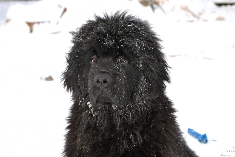 Фото: ньюфаундленд Fiamettahauz Hassaleh (Фиаметтахауз Хассалех)