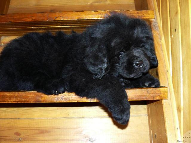 Фото: ньюфаундленд Pchyolkin Dom Vival'di (Пчёлкин Дом Вивальди)