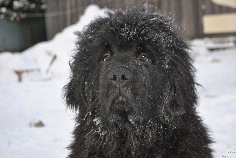 Фото: ньюфаундленд Fiamettahauz Hassaleh (Фиаметтахауз Хассалех)