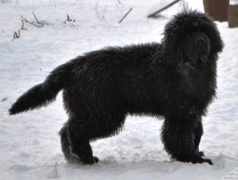 Фото: ньюфаундленд Fiamettahauz Hassaleh (Фиаметтахауз Хассалех)