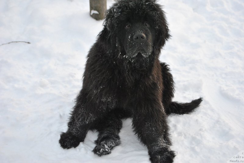 Фото: ньюфаундленд Fiamettahauz Hassaleh (Фиаметтахауз Хассалех)