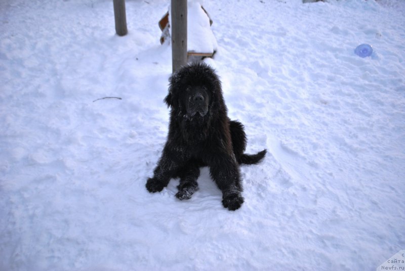 Фото: ньюфаундленд Fiamettahauz Hassaleh (Фиаметтахауз Хассалех)